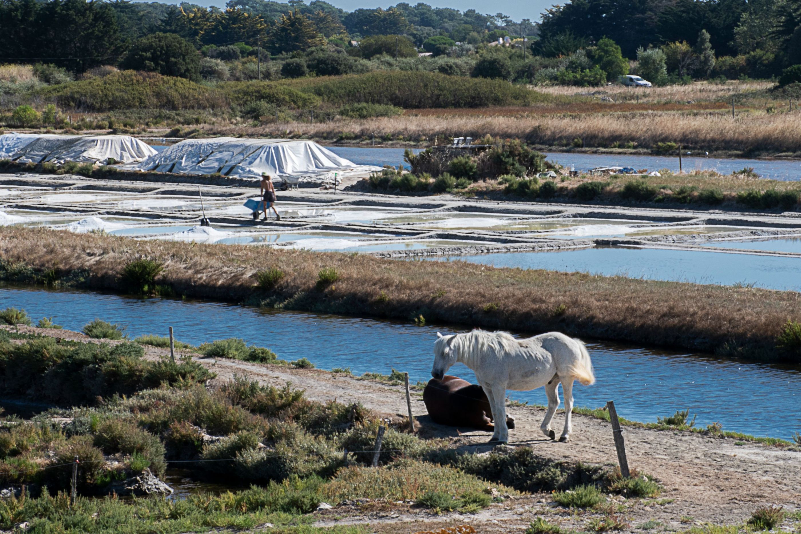 2022-08-11-Noiremoutier-Marais Salants02